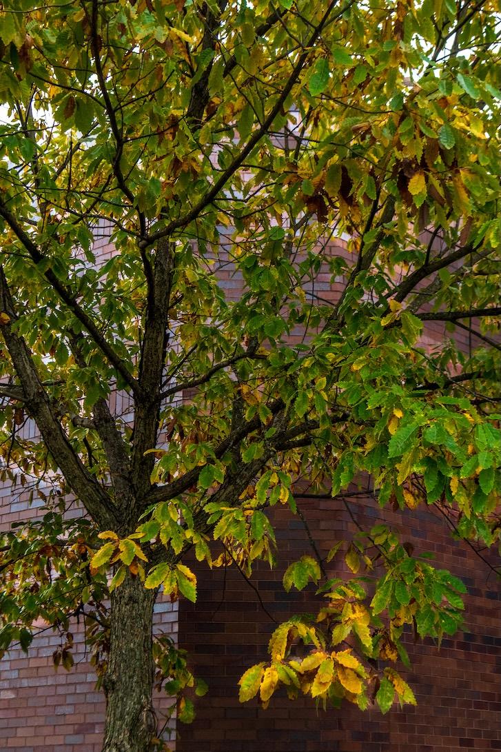Chinkapin Oak
