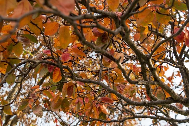 Downy Serviceberry