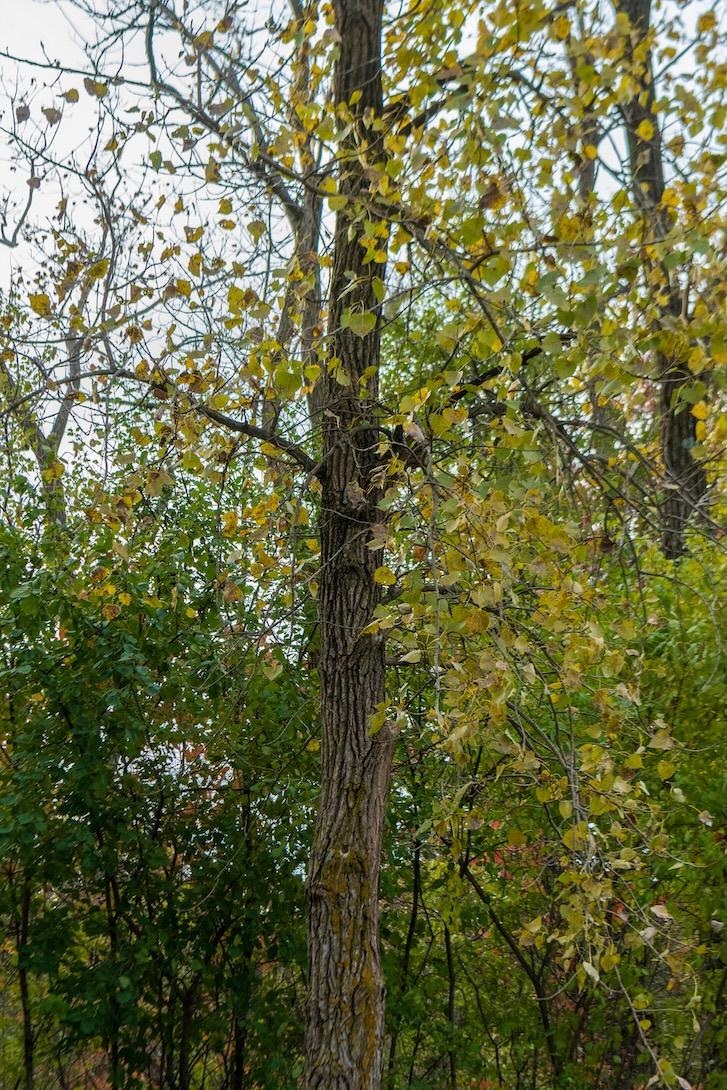 Eastern Cottonwood