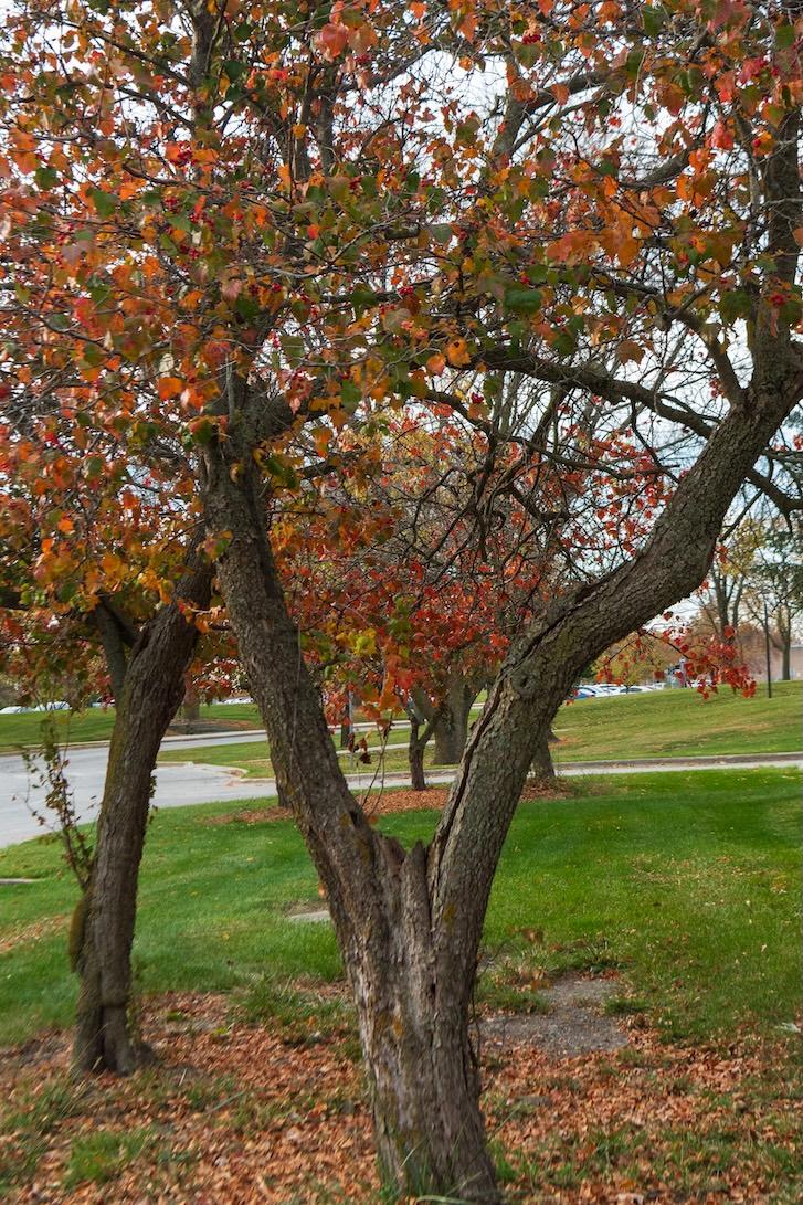 Hawthorn Spp.