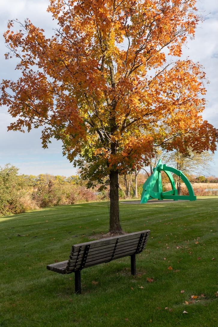 Sugar Maple