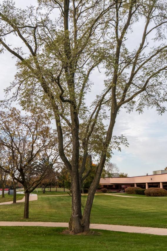 Black Locust Tree
