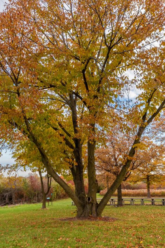 American Linden Tree