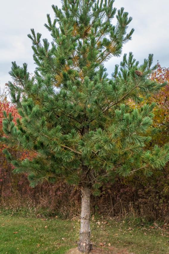 Eastern White Pine Tree