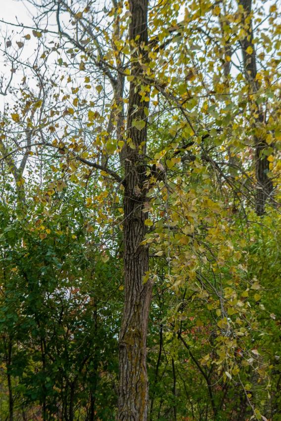 Eastern Cottonwood Tree