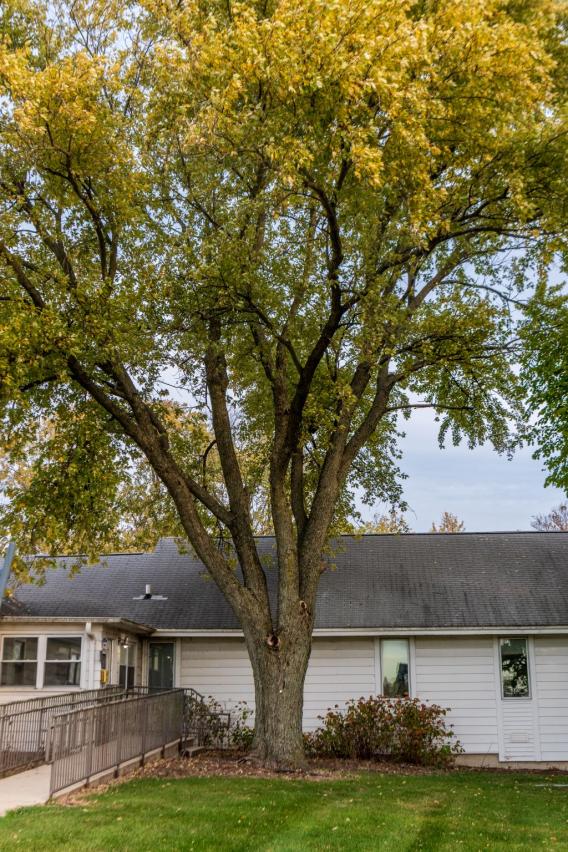 Silver Maple Tree