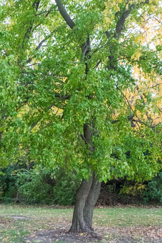 White Mulberry Tree