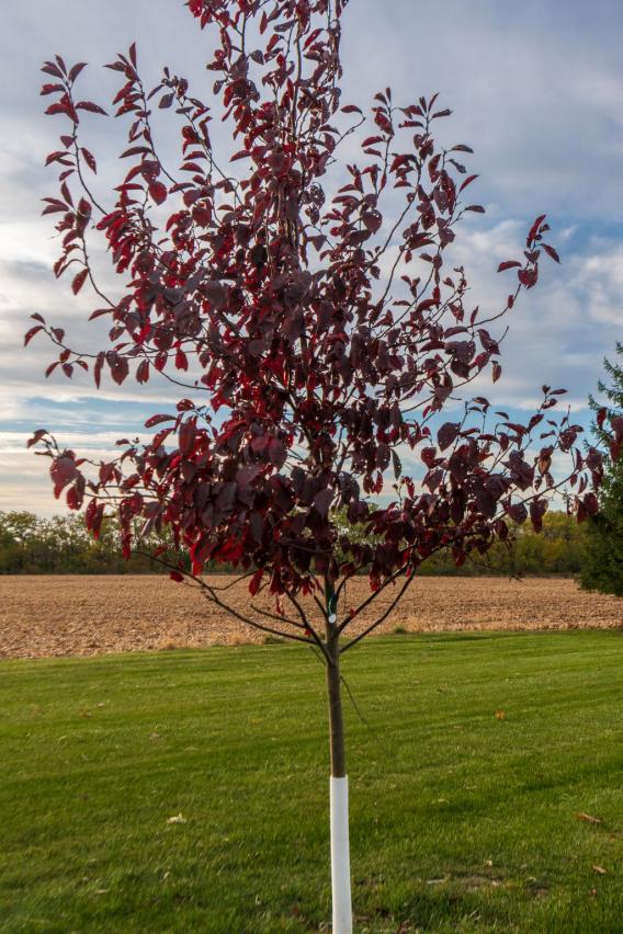 Common Chokeberry Tree