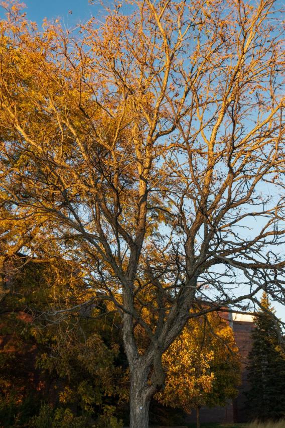Kentucky Coffeetree Tree