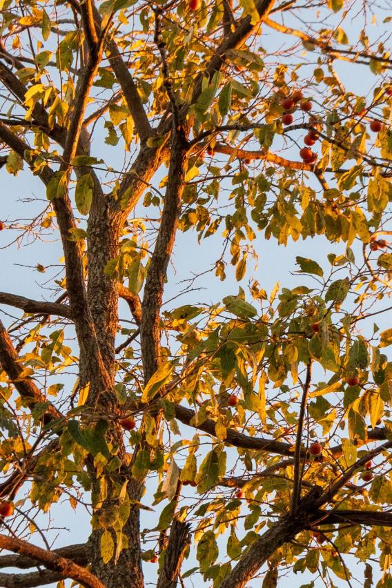 Common Persimmon Tree