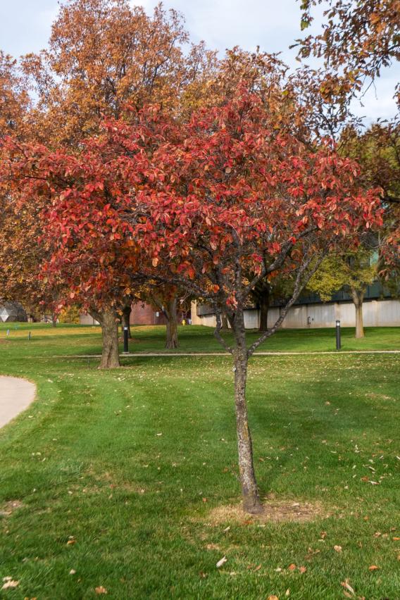 Downy Serviceberry Tree