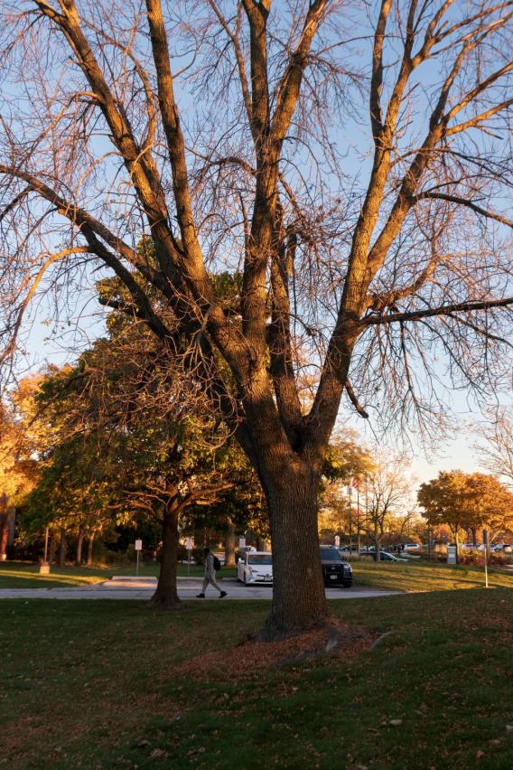 Green Ash Tree