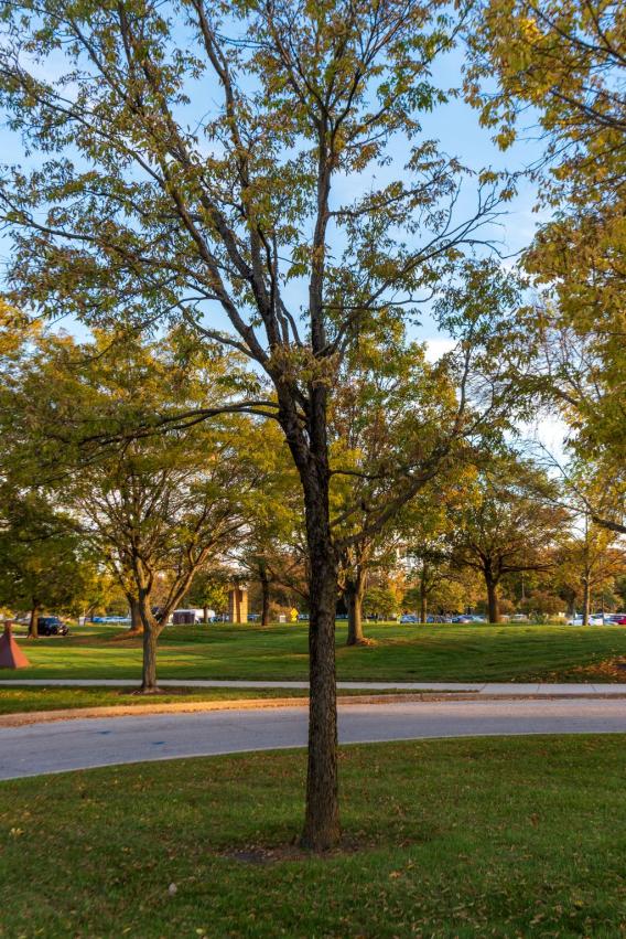 Northern Hackberry Tree