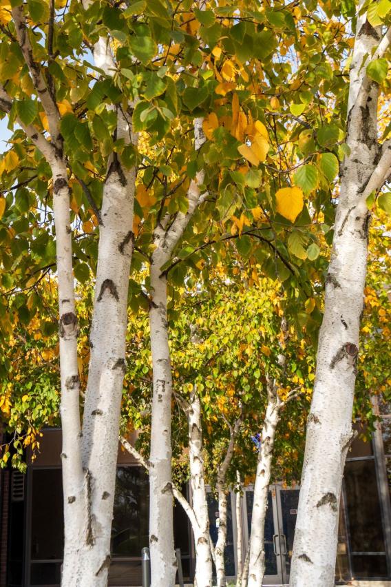 Paper Birch Tree