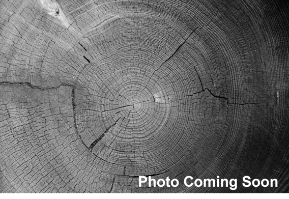 Cross section of tree trunk, showing rings. Text says Photo coming soon