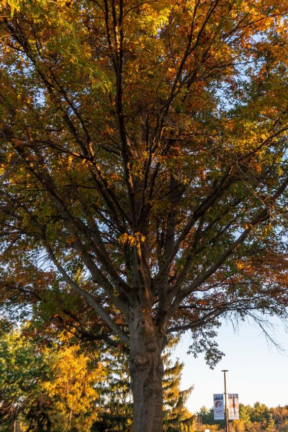 Pin Oak Tree