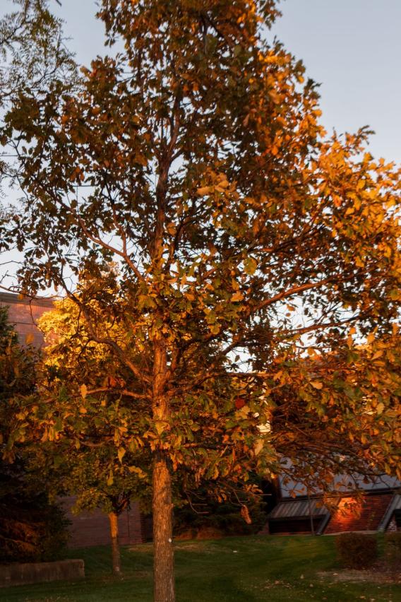 Swamp White Oak Tree